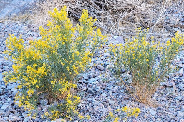 death valley yellow flowers