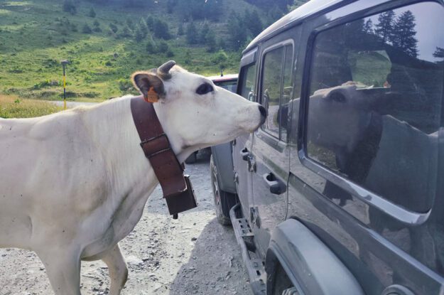 cow approaching a jeep