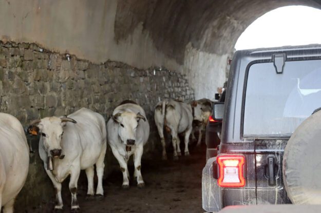 jeep in tunnel with cows