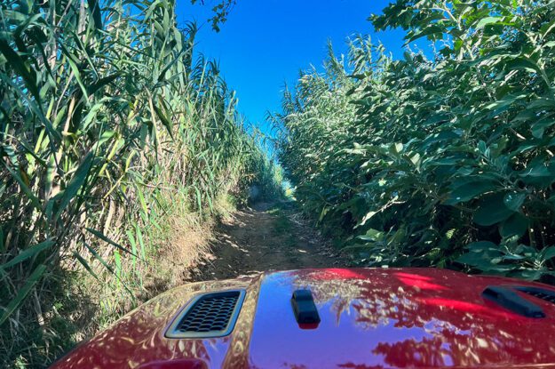 red jeep in corn field
