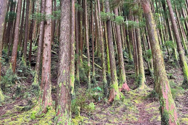 tall trees in azores