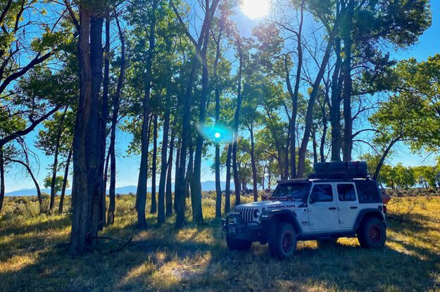 jeep camped by trees