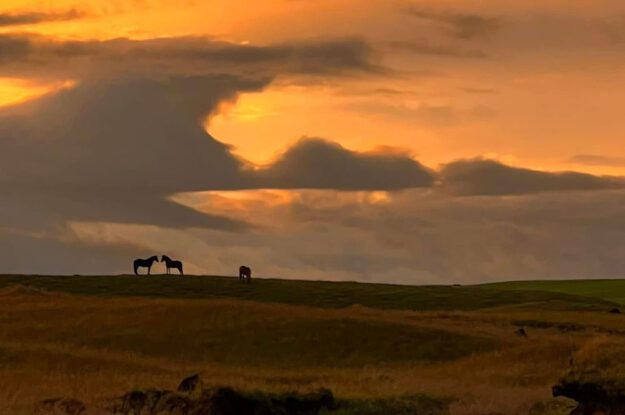 icelandic ponies at sunset