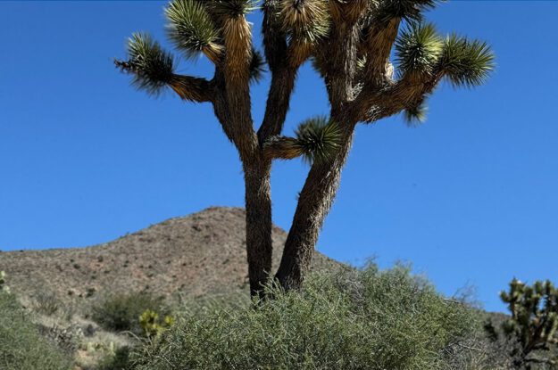 joshua tree