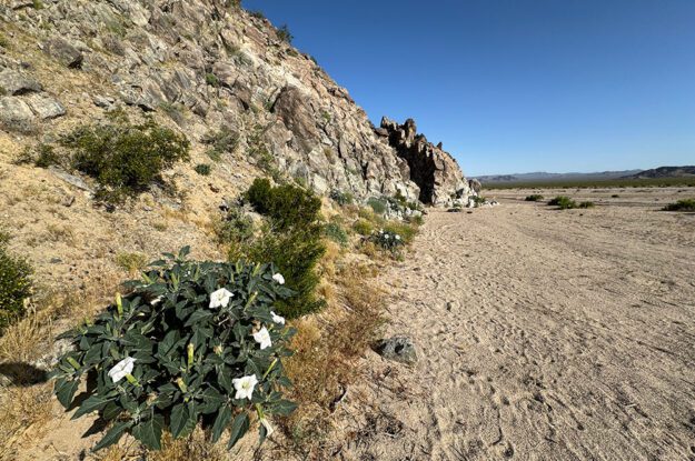 flowers in the desert