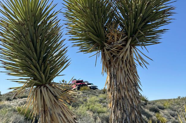 yucca trees