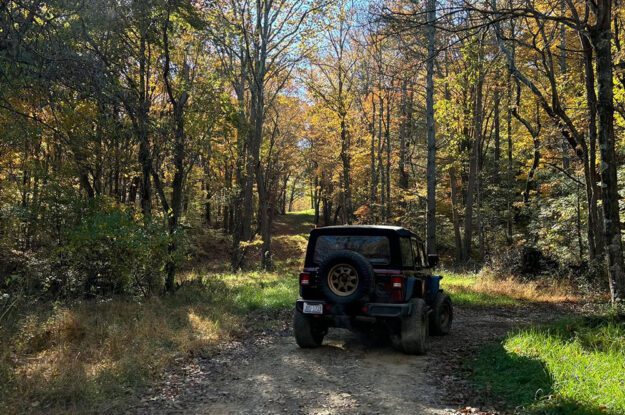 jeep driving in forest