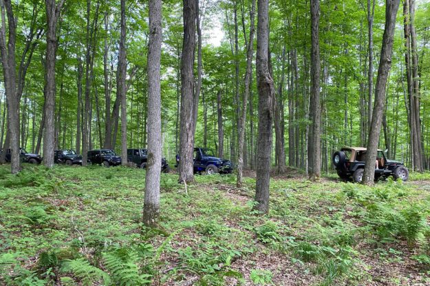 6 Jeeps driving in the woods