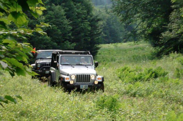 jeeps in the trees