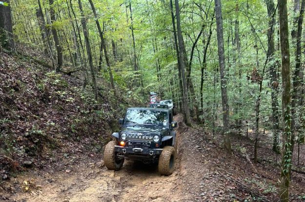 jeep in green forest
