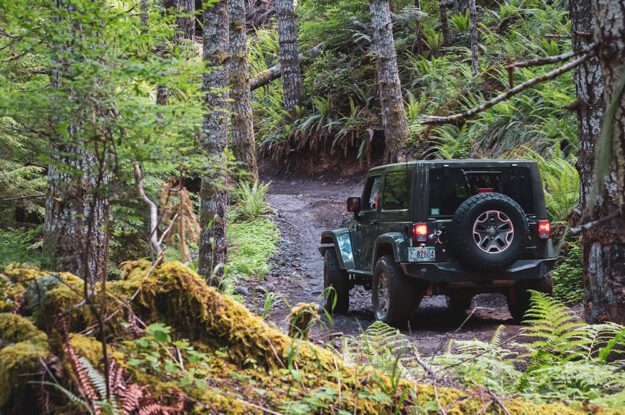 Jeep driving through ferns and woods