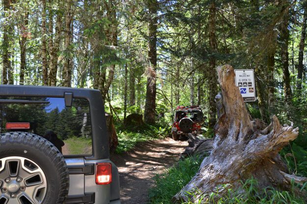 Jeeps and large tree stump