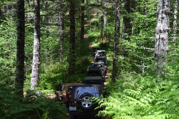 Single file jeeps through trees