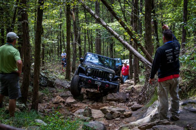 jeeps in trees