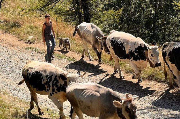boy walking with cows